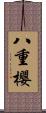 八重櫻 Scroll
