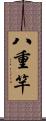 八重竿 Scroll