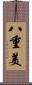 八重美 Scroll
