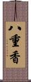 八重香 Scroll