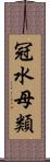 冠水母類 Scroll