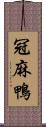 冠麻鴨 Scroll