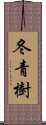 冬青樹 Scroll