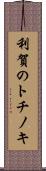 利賀のトチノキ Scroll