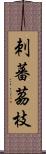 刺蕃茘枝 Scroll