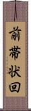 前帯状回 Scroll