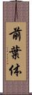 前葉体 Scroll