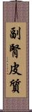副腎皮質 Scroll