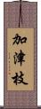 加津枝 Scroll