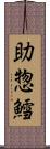 助惣鱈 Scroll