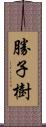 勝子樹 Scroll