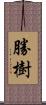 勝樹 Scroll