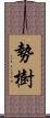 勢樹 Scroll