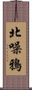 北噪鴉 Scroll