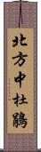 北方中杜鵑 Scroll