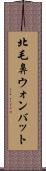 北毛鼻ウォンバット Scroll