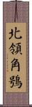 北領角鴞 Scroll