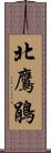 北鷹鵑 Scroll