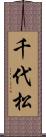 千代松 Scroll