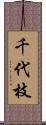 千代枝 Scroll