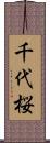 千代桜 Scroll