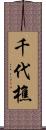 千代樵 Scroll