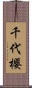 千代櫻 Scroll