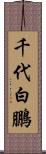 千代白鵬 Scroll