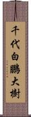 千代白鵬大樹 Scroll