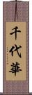 千代華 Scroll