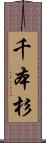 千本杉 Scroll