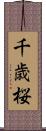 千歳桜 Scroll