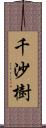 千沙樹 Scroll