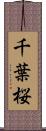 千葉桜 Scroll