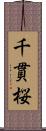 千貫桜 Scroll