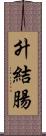 升結腸 Scroll