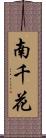 南千花 Scroll