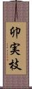 卯実枝 Scroll