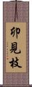 卯見枝 Scroll