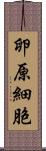 卵原細胞 Scroll