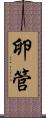 卵管 Scroll