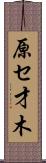 原セ才木 Scroll