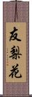 友梨花 Scroll