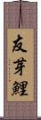 友芽鯉 Scroll