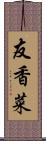 友香菜 Scroll