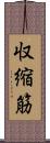 収縮筋 Scroll