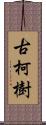 古柯樹 Scroll