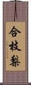 合枝梨 Scroll