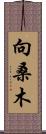 向桑木 Scroll