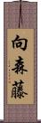 向森藤 Scroll